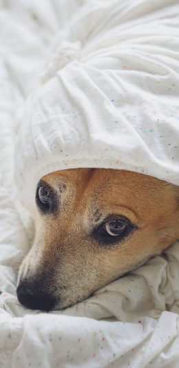 [2436x1125]宠物狗 大黄狗 被窝 被子 苹果手机壁纸图片