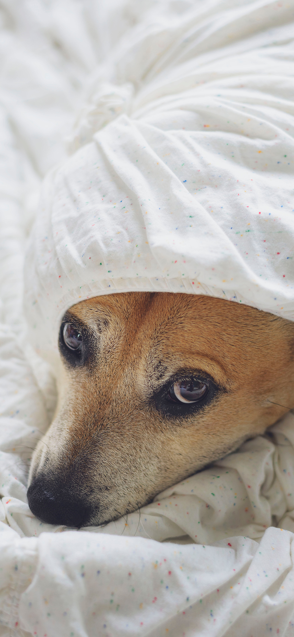 [2436×1125]宠物狗 大黄狗 被窝 被子 苹果手机壁纸图片