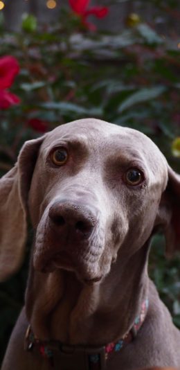 [2436x1125]宠物狗 威玛猎犬 德国犬 苹果手机壁纸图片