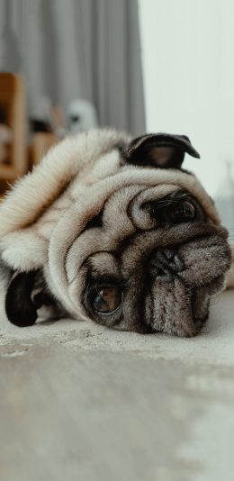 [2436x1125]宠物狗 巴哥犬 丑萌 苹果手机壁纸图片