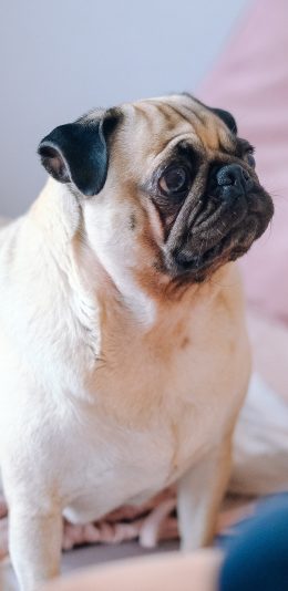 [2436x1125]宠物狗 巴哥犬 丑萌 胖 苹果手机壁纸图片