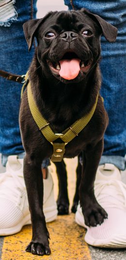 [2436x1125]宠物狗 巴哥犬 丑萌 黑色 苹果手机壁纸图片