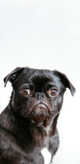 [2436x1125]宠物狗 巴哥犬 丑萌 黑色 大眼 苹果手机壁纸图片