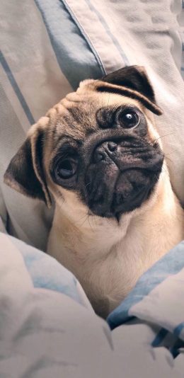 [2436x1125]宠物狗 巴哥犬 大眼睛 苹果手机壁纸图片