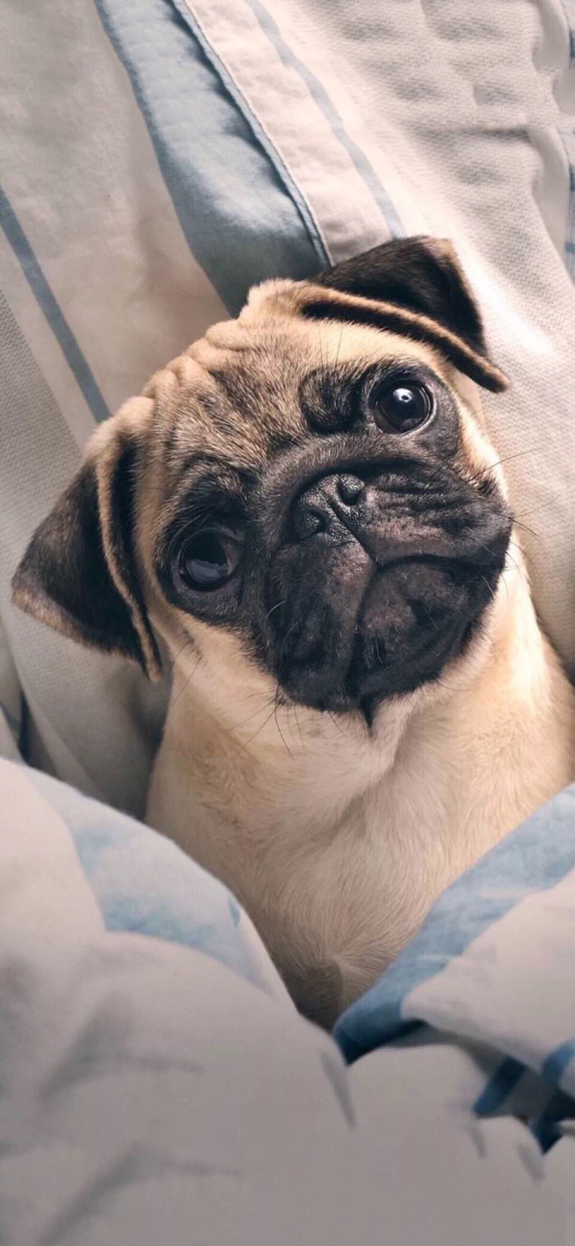 [2436×1125]宠物狗 巴哥犬 大眼睛 苹果手机壁纸图片