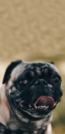 [2436x1125]宠物狗 巴哥犬 大眼睛 丑萌 苹果手机壁纸图片