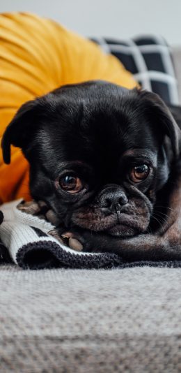 [2436x1125]宠物狗 巴哥犬 大眼睛 可爱 苹果手机壁纸图片