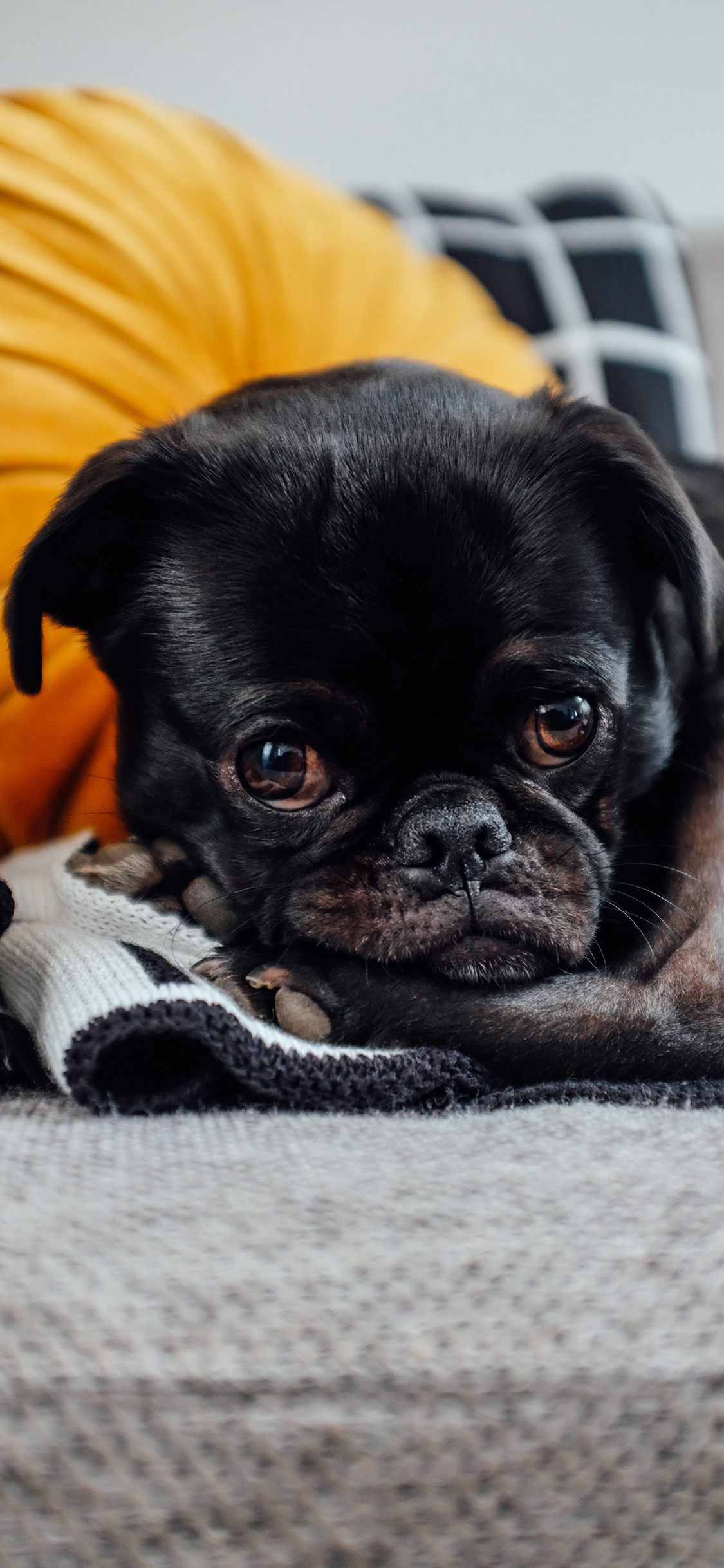 [2436×1125]宠物狗 巴哥犬 大眼睛 可爱 苹果手机壁纸图片