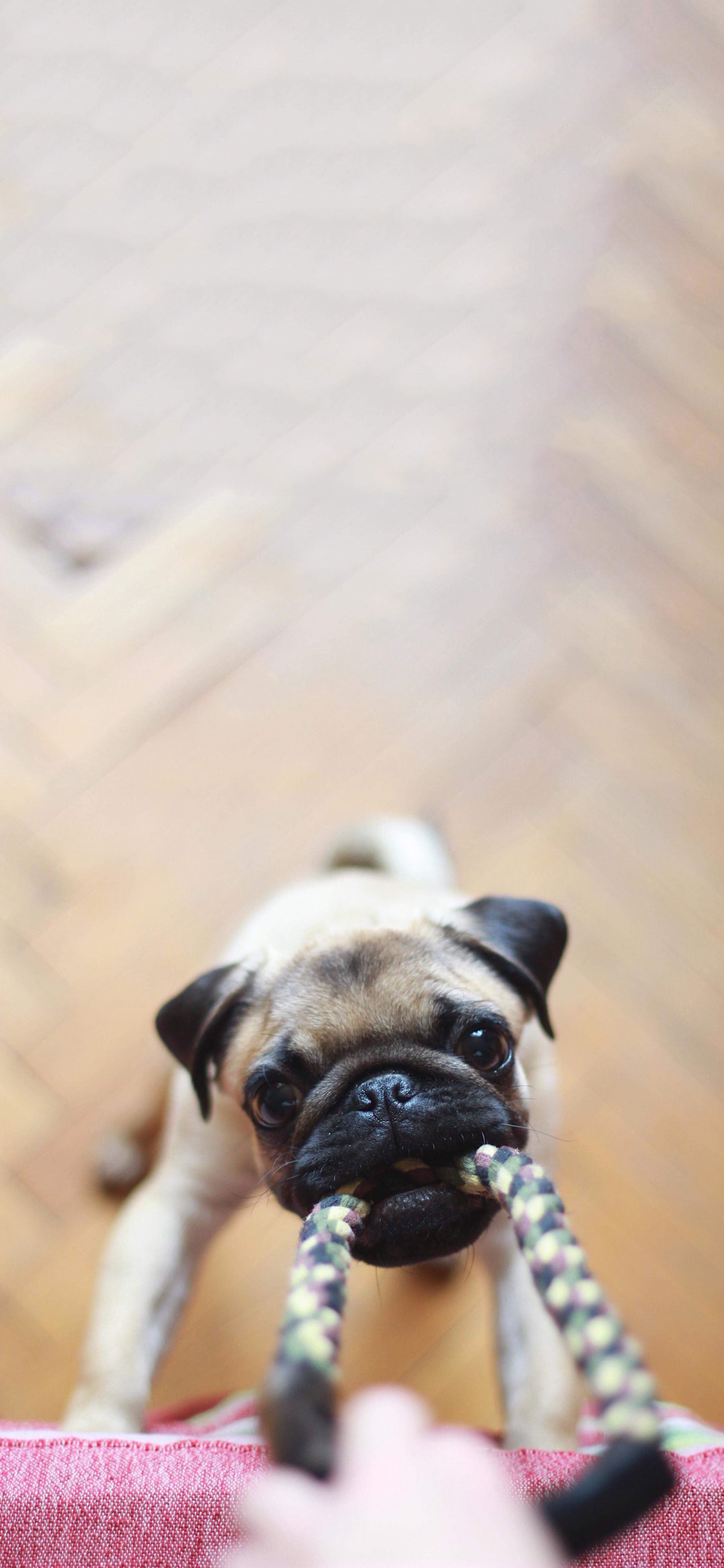 [2436×1125]宠物狗 巴哥犬 大眼睛 玩闹 苹果手机壁纸图片