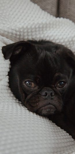 [2436x1125]宠物狗 巴哥犬 大眼睛 黑色 苹果手机壁纸图片