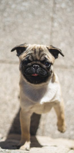 [2436x1125]宠物狗 巴哥犬 汪星人 可爱 苹果手机壁纸图片