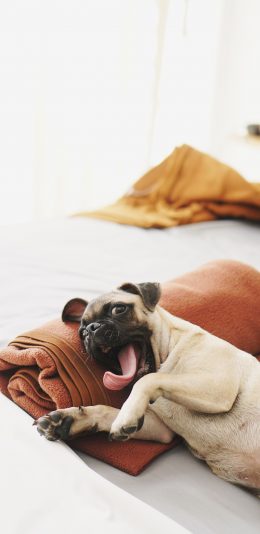 [2436x1125]宠物狗 巴哥犬 汪星人 萌 苹果手机壁纸图片