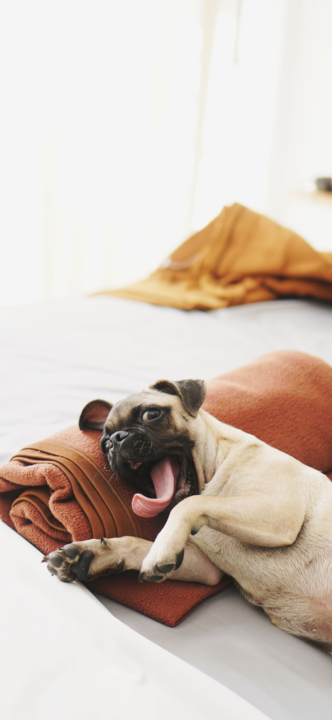 [2436×1125]宠物狗 巴哥犬 汪星人 萌 苹果手机壁纸图片