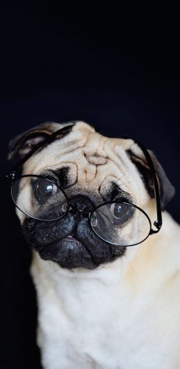 [2436x1125]宠物狗 巴哥犬 眼镜 呆萌 苹果手机壁纸图片