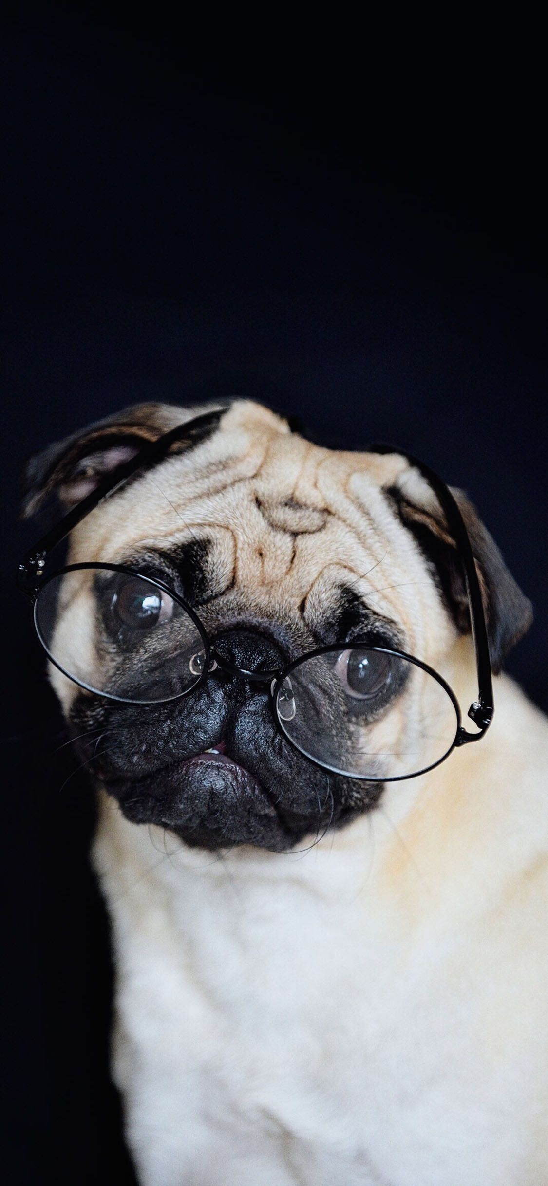 [2436×1125]宠物狗 巴哥犬 眼镜 呆萌 苹果手机壁纸图片