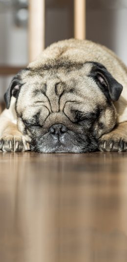 [2436x1125]宠物狗 巴哥犬 睡觉 趴着 苹果手机壁纸图片