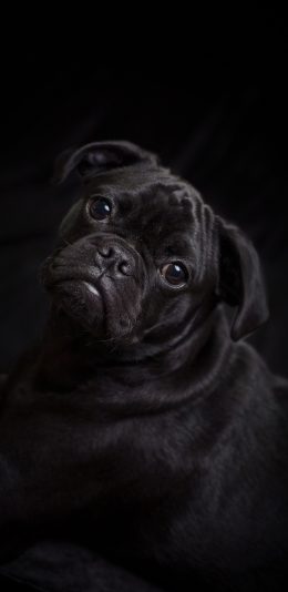 [2436x1125]宠物狗 巴哥犬 黑色 写真 苹果手机壁纸图片