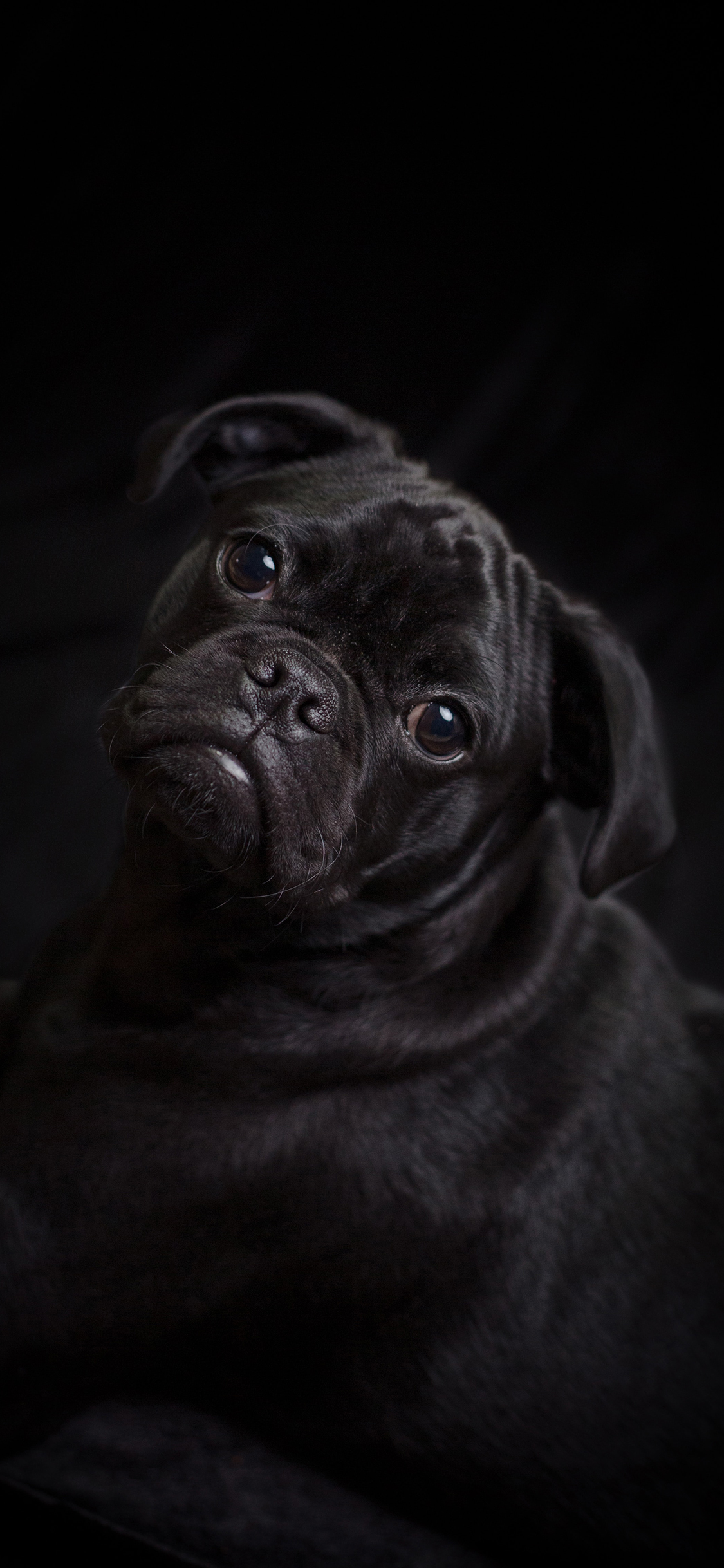 [2436×1125]宠物狗 巴哥犬 黑色 写真 苹果手机壁纸图片