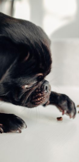[2436x1125]宠物狗 巴哥犬 黑色 可爱 苹果手机壁纸图片