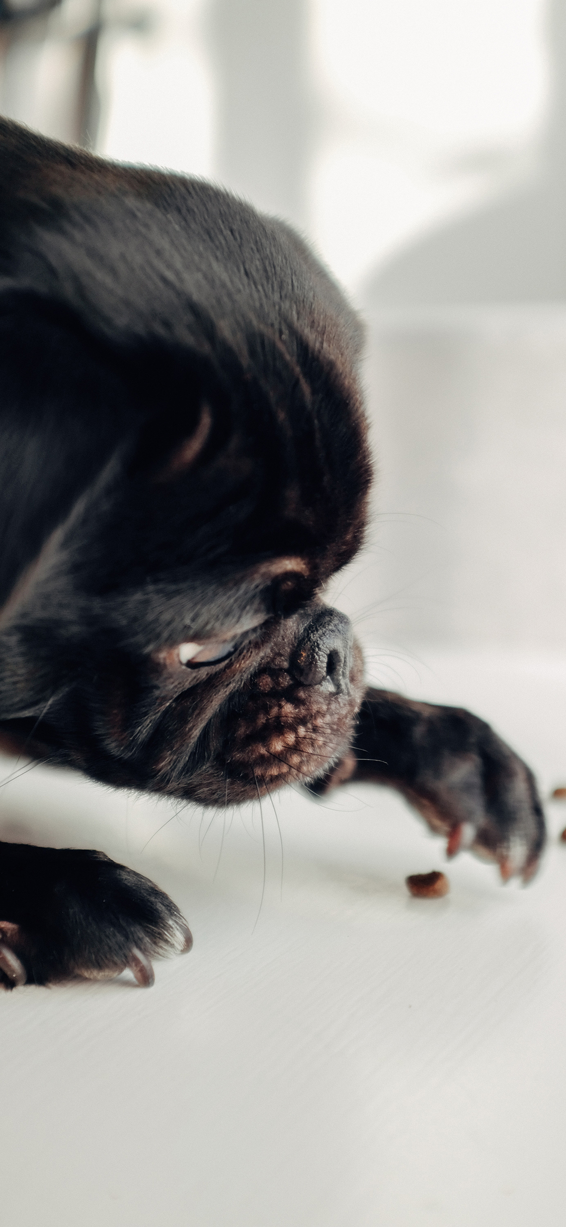 [2436×1125]宠物狗 巴哥犬 黑色 可爱 苹果手机壁纸图片