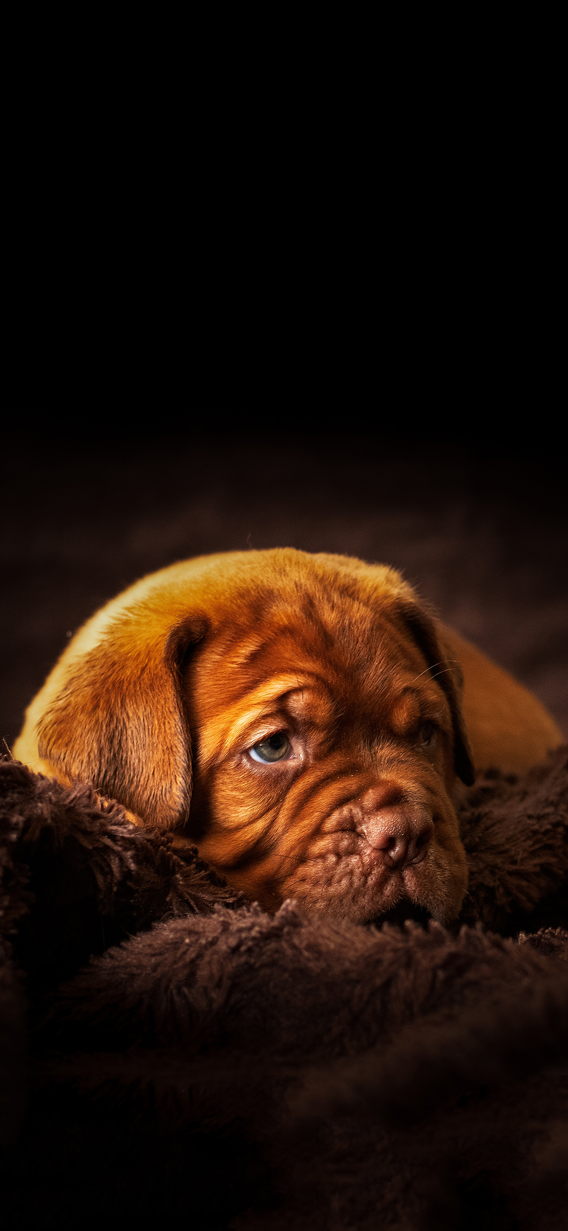 [2436×1125]宠物狗 幼崽 丑萌 写真 苹果手机壁纸图片