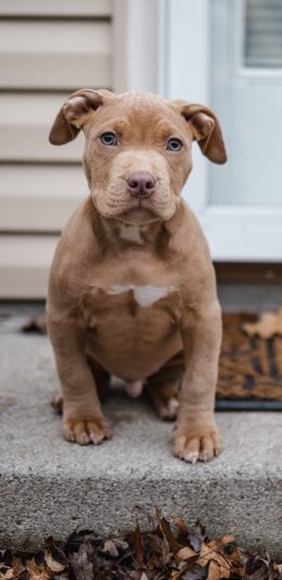 [2436x1125]宠物狗 幼崽 比特犬 呆萌 苹果手机壁纸图片