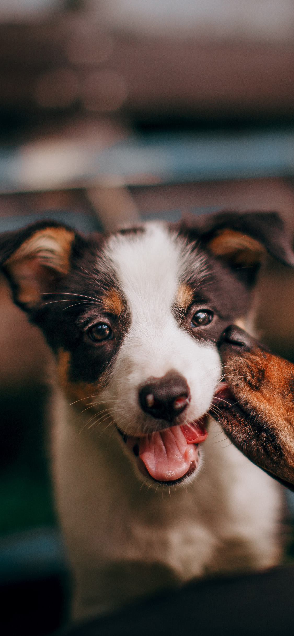 [2436×1125]宠物狗 幼犬 牧羊犬 可爱 苹果手机壁纸图片