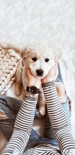 [2436x1125]宠物狗 幼犬 金毛 可爱 苹果手机壁纸图片