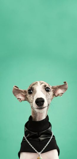 [2436x1125]宠物狗 惠比特犬 写真 （取自：熊工厂宠物摄影） 苹果手机壁纸图片