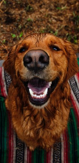 [2436x1125]宠物狗 户外 玩耍 犬类 苹果手机壁纸图片