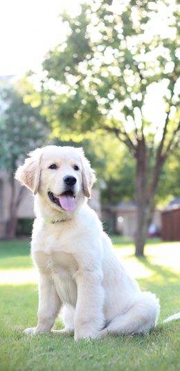 [2436x1125]宠物狗 拉布拉多 草地 吐舌 可爱 犬类 苹果手机壁纸图片