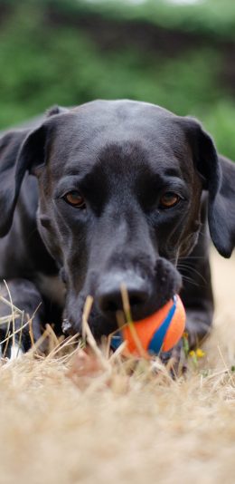 [2436x1125]宠物狗 拉布拉多 黑色 玩具球 苹果手机壁纸图片