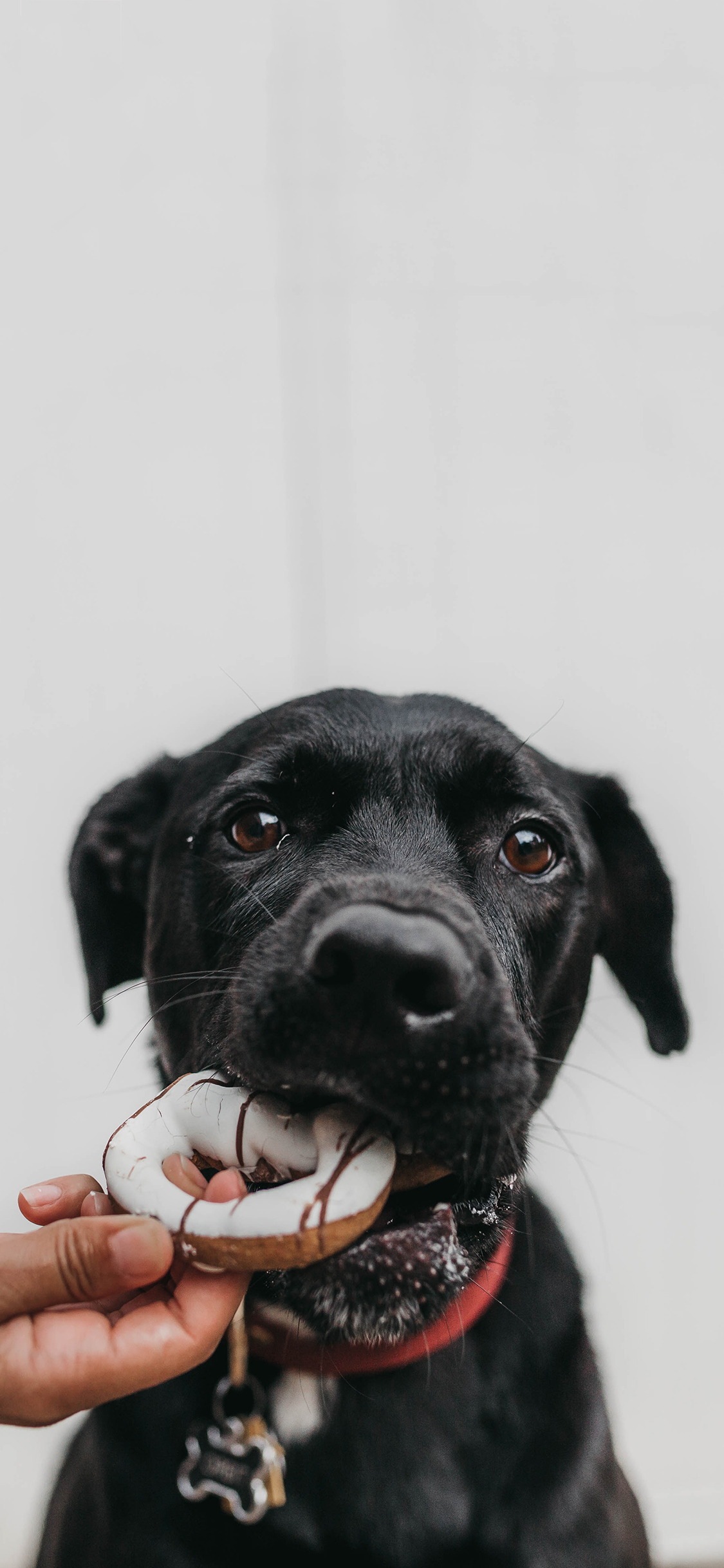 [2436×1125]宠物狗 拉布拉多 黑色 甜甜圈 苹果手机壁纸图片