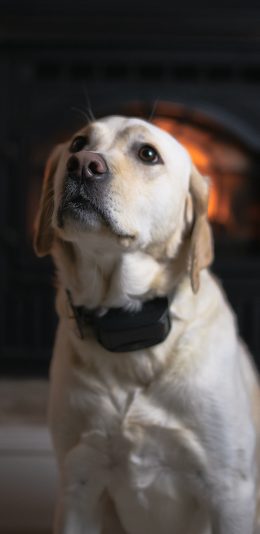 [2436x1125]宠物狗 拉布拉多犬 可爱 汪星人 苹果手机壁纸图片