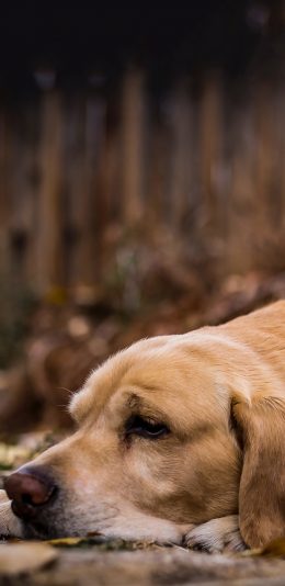 [2436x1125]宠物狗 拉布拉多犬 趴着 苹果手机壁纸图片