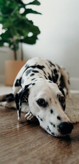 [2436x1125]宠物狗 斑点 地毯 地板 苹果手机壁纸图片