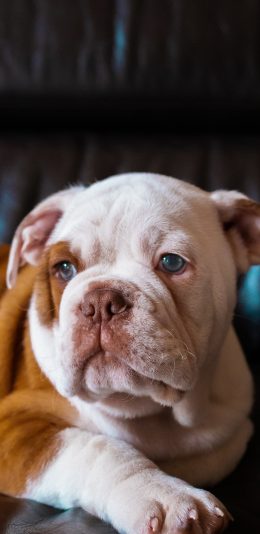 [2436x1125]宠物狗 斗牛犬 呆萌 汪星人 苹果手机壁纸图片