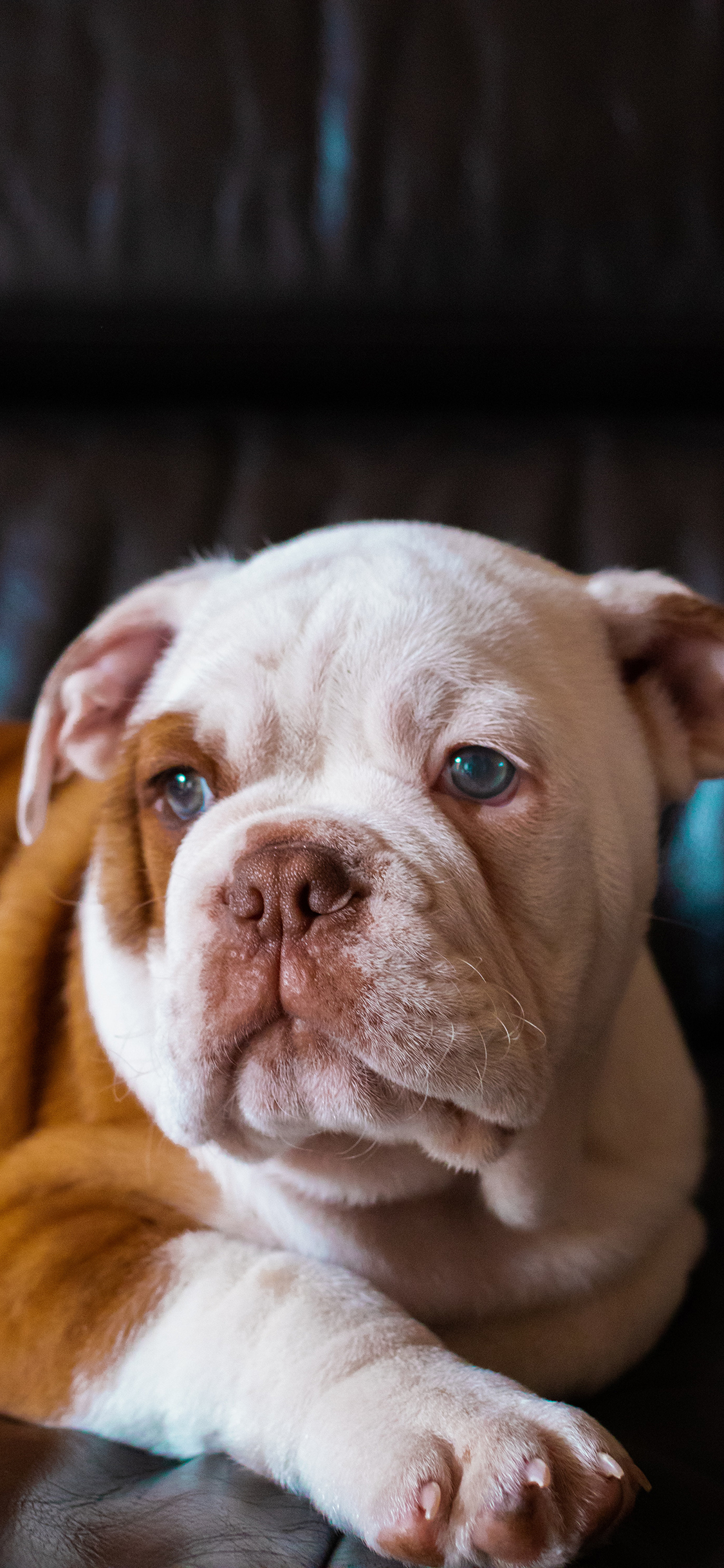 [2436×1125]宠物狗 斗牛犬 呆萌 汪星人 苹果手机壁纸图片