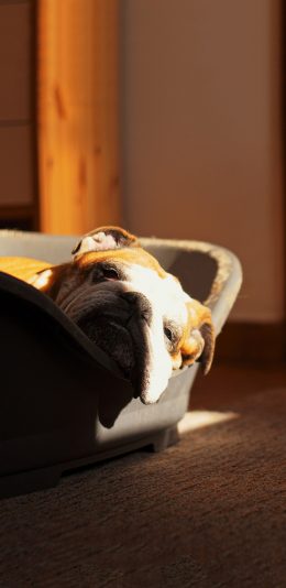 [2436x1125]宠物狗 斗牛犬 睡觉 丑萌 苹果手机壁纸图片