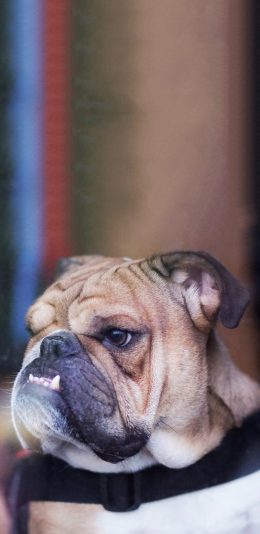 [2436x1125]宠物狗 斗牛犬 龇牙 苹果手机壁纸图片