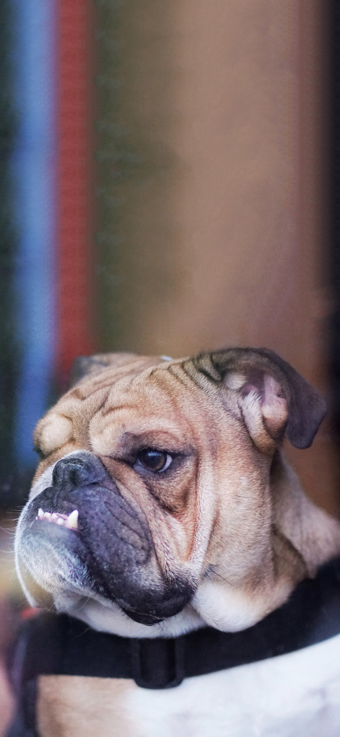 [2436×1125]宠物狗 斗牛犬 龇牙 苹果手机壁纸图片