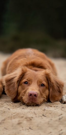 [2436x1125]宠物狗 新斯科舍诱鸭寻回犬 汪星人 苹果手机壁纸图片