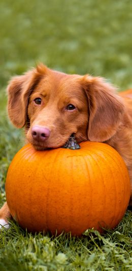 [2436x1125]宠物狗 新斯科舍诱鸭寻回犬 汪星人 南瓜 苹果手机壁纸图片