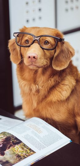 [2436x1125]宠物狗 新斯科舍诱鸭寻回犬 汪星人 眼镜 苹果手机壁纸图片