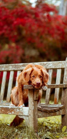 [2436x1125]宠物狗 新斯科舍诱鸭寻回犬 汪星人 趴着 可爱 苹果手机壁纸图片