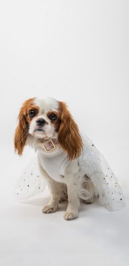 [2436x1125]宠物狗 查理士王小猎犬 玩具犬 汪星人 苹果手机壁纸图片