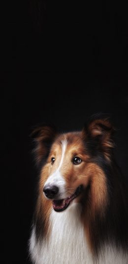 [2436x1125]宠物狗 柯利犬 苏格兰 牧羊犬 苹果手机壁纸图片