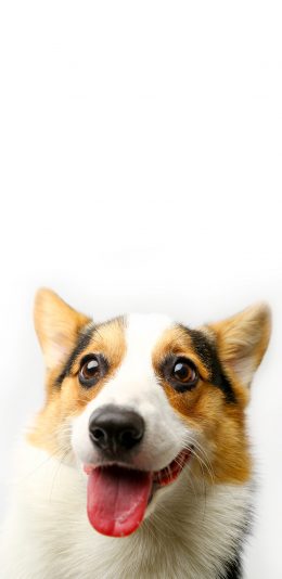 [2436x1125]宠物狗 柯基犬 写真 可爱 苹果手机壁纸图片