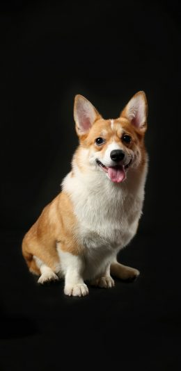 [2436x1125]宠物狗 柯基犬 可爱 小短腿 苹果手机壁纸图片