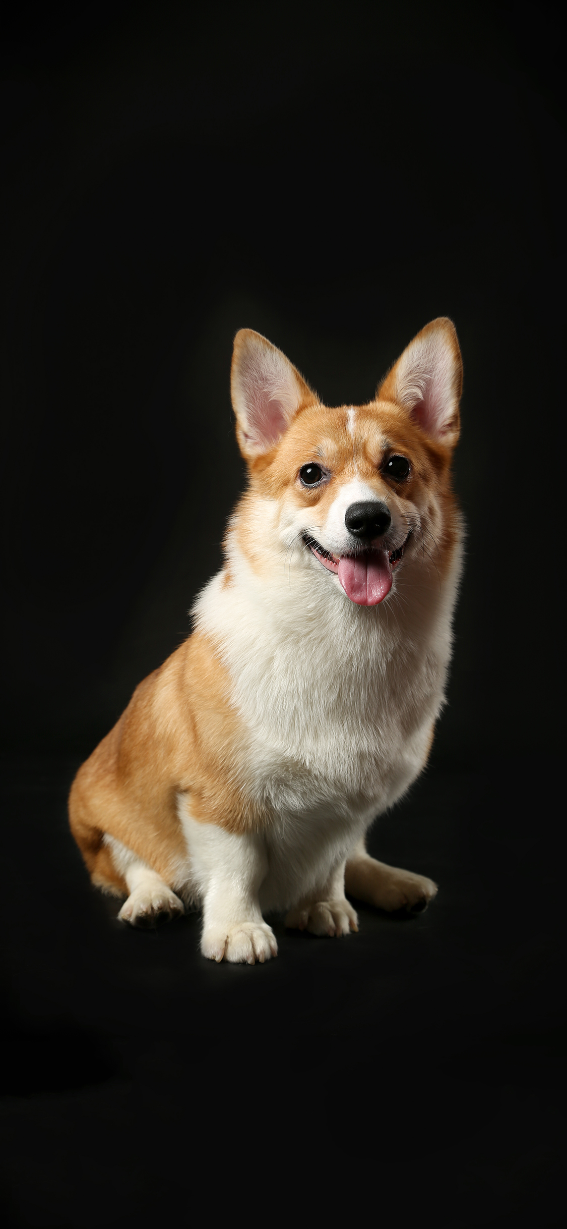 [2436×1125]宠物狗 柯基犬 可爱 小短腿 苹果手机壁纸图片